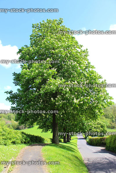 Stock image of conker / horse chestnut tree with white flowers, by field / road