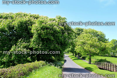 Stock image of conker / horse chestnut trees with white flowers, by field / road