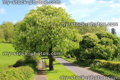 Stock image of conker / horse chestnut tree with white flowers, by field / road