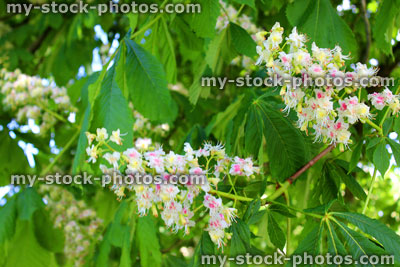 Stock image of white horse chesnut flower (conker tree / aesculus hippocastanum), close up