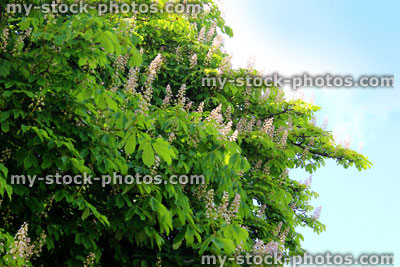 Stock image of white horse chesnut flowers (conker tree / aesculus hippocastanum), close up