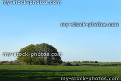 Stock image of a small group / copse of horse chestnut trees