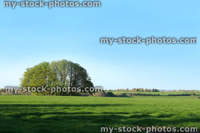 Stock image of small group / copse of horse chestnut trees