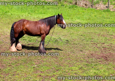 Stock image of lonely horse chained up in small field