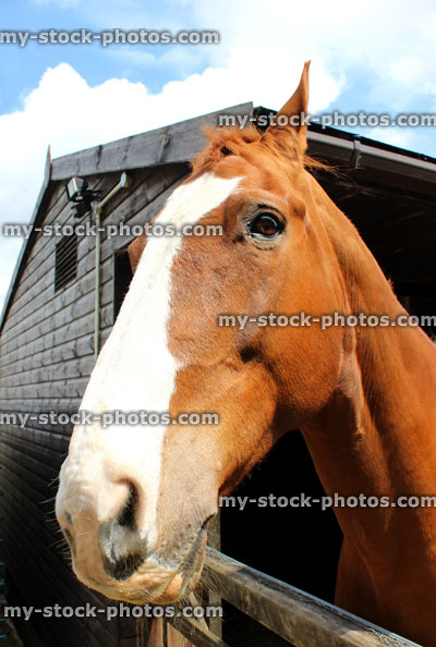 Stock image of smiling horse head, looking at camera for portrait