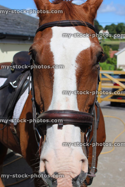 Stock image of brown and white horse head, reins, harness, portrait