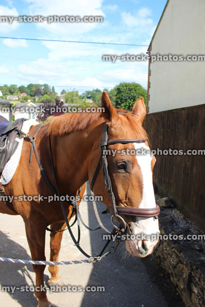 Stock image of brown and white horse head, reins, harness, portrait