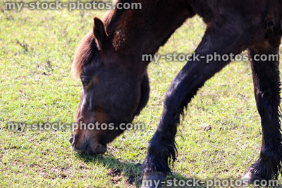 Stock image of wild horse grazing on grass in New Forest