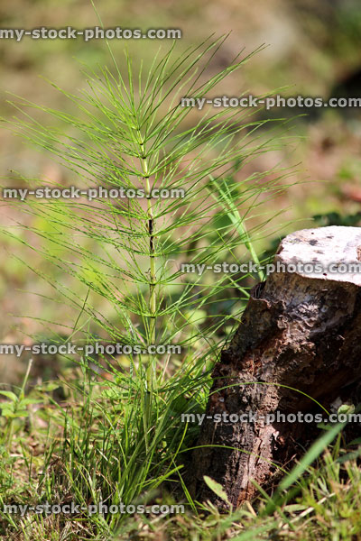 Stock image of invasive field horsetail weed in garden (Equisetum arvense)
