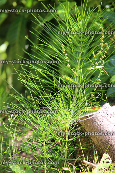 Stock image of invasive field horsetail weed in garden (Equisetum arvense)