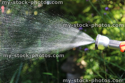 Stock image of hose pipe watering plants with sprinkler spray, water