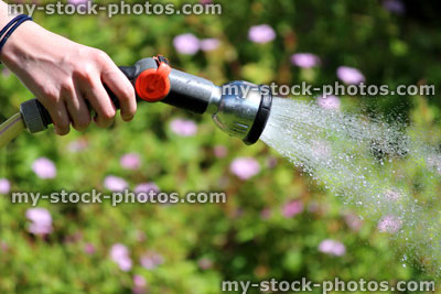 Stock image of girl watering garden lawn with hose pipe rose