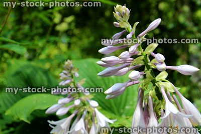 Stock image of pale lilac hosta flowers, hosta with green leaves