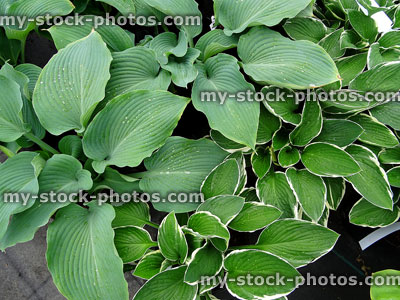 Stock image of green hosta leaves, Halcyon and Fortunei Albomarginata varieties