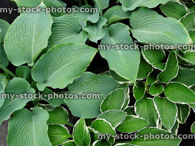 Stock image of green / silver hosta leaves, growing in shady garden