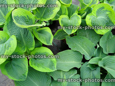 Stock image of different hosta leaves, silver, green and yellow variegation