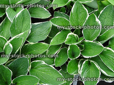 Stock image of Hosta 'Fortunei Albomarginata', green and white variegated leaves