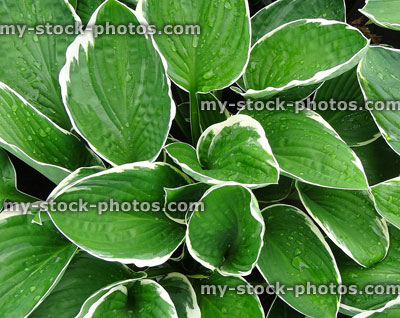 Stock image of variegated leaves of Hosta 'Fortunei Albomarginata', herbaceous plant