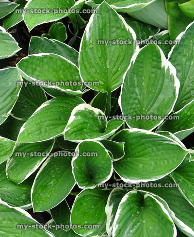 Stock image of hostas with variegated leaves, shade plant with attractive foliage
