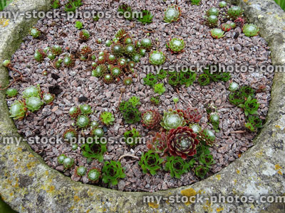 Stock image of Alpine houseleeks / sempervivum plants in stone planter pot