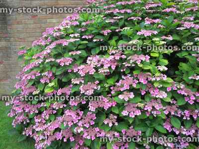 Stock image of pink flowers on large hydrangea bush in garden