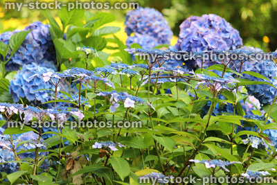 Stock image of pale blue hydrangea flowers, mophead hydrangea bush, garden