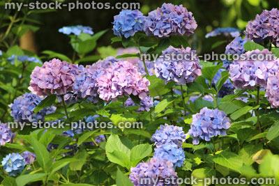 Stock image of lilac / pale blue hydrangea flowers, purple hydrangea bush, shady garden