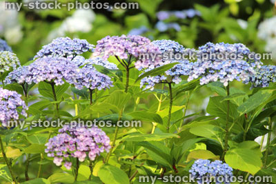 Stock image of lilac / pale blue hydrangea flowers, purple hydrangea bush, shady garden