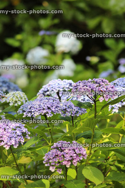 Stock image of pink / white / lilac flowers, hydrangea bush in garden