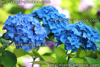 Stock image of bright blue hydrangea flowers, mophead hydrangea bush, garden