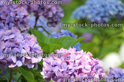 Stock image of pink / white / lilac flowers, mophead hydrangea bush, garden