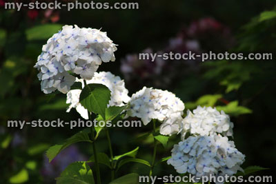 Stock image of white flowers, white mophead hydrangea bush in garden