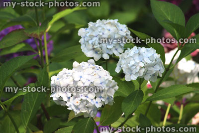 Stock image of white flowers, white mophead hydrangea bush in garden