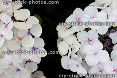 Stock image of cluster of pink and white hydrangea flowers, garden