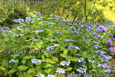 Stock image of pale blue hydrangea flowers, lacecap hydrangea bush, garden
