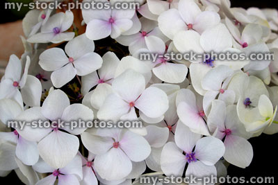 Stock image of cluster of pink and white hydrangea flowers, garden