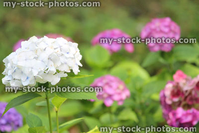 Stock image of pink and white flowers, hydrangea bush in garden