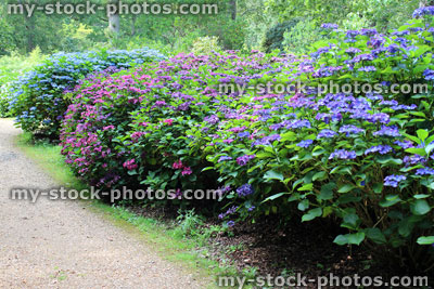 Stock image of lilac / pale blue hydrangea flowers, flowering hydrangea bush, shady garden