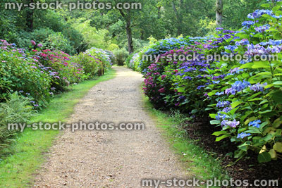 Stock image of lilac / pale blue hydrangea flowers, flowering hydrangea bush, shady garden