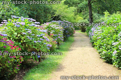 Stock image of pink / lilac / pale blue hydrangea flowers, flowering hydrangea bush, shady garden