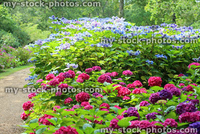 Stock image of pink, blue, lilac hydrangea flowers, lacecap hydrangea, shady garden