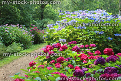 Stock image of pink / lilac / pale blue hydrangea flowers, flowering hydrangea bush, shady garden