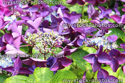 Stock image of lilac purple hydrangea flowers, lacecap hydrangea bush, garden