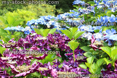 Stock image of blue, lilac purple hydrangea flowers, lacecap hydrangea, shady garden