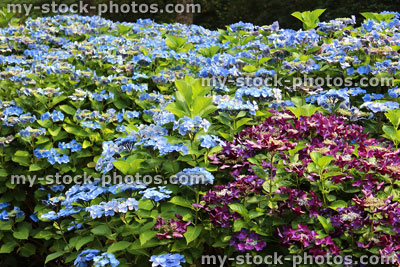 Stock image of blue, lilac purple hydrangea flowers, lacecap hydrangea, shady garden