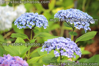 Stock image of pale blue hydrangea flowers, flowering hydrangea bush, garden