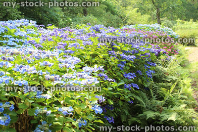 Stock image of pale blue hydrangea flowers, lacecap hydrangea bush, shady garden
