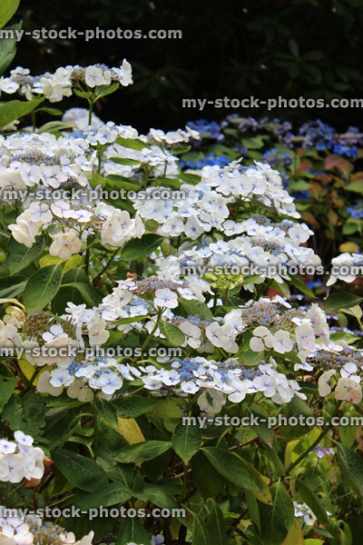 Stock image of white flowers, white lacecap hydrangea bush in garden