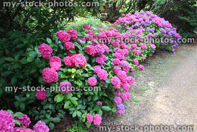Stock image of pink and purple hydrangea flowers, mophead hydrangea bush, shady garden