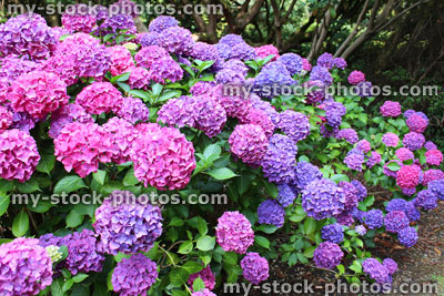 Stock image of pink and purple hydrangea flowers, lacecap hydrangea bush, shady garden